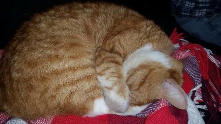 Cat потръпва в съня си, като че ли той е студен и замръзва