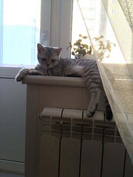 Котка върху перваза на прозореца