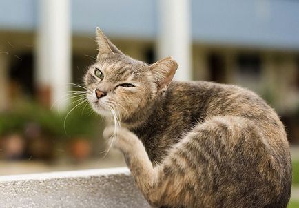 Cat разтърсва глава и драска ушите и мотивите си да се притеснявате дали имате нужда от една котка и една котка