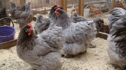 Пилета Orpington порода характеристики, отзиви, снимки и видео за преглед