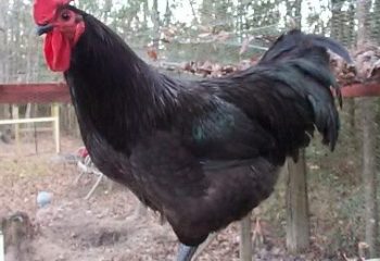 Пилета Плимут Рок описание порода, съдържание на снимки, коментари