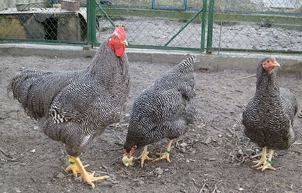 Плимут Рок пилета специално отглеждане и порода