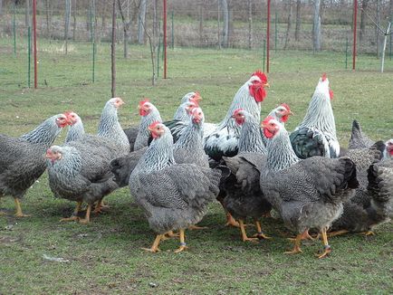 Плимут Рок пилета специално отглеждане и порода