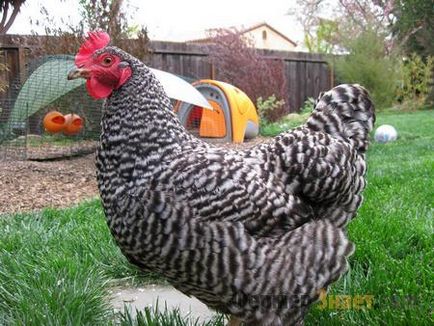 Плимут Рок пилета - голяма порода за земеделие