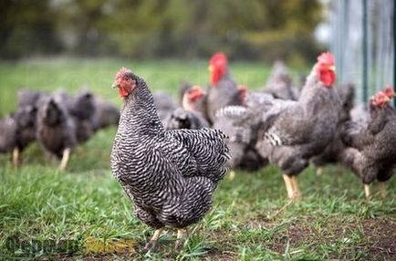 Плимут Рок пилета - голяма порода за земеделие