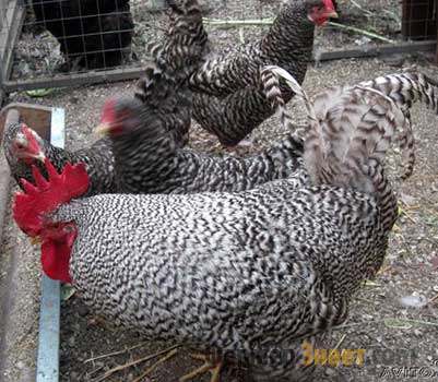 Пилетата се размножават amroks важни характеристики на поддръжка и грижи
