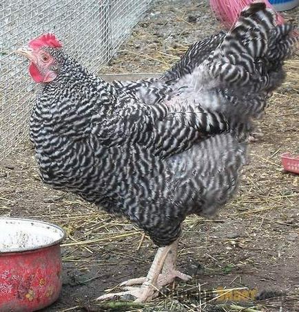 Пилетата се размножават amroks важни характеристики на поддръжка и грижи