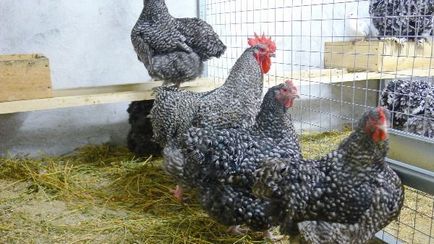 Пилета Orpington описание порода, размножаване, снимки, видео и ревюта