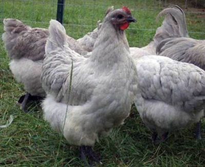 Пилета Orpington описание порода, размножаване, снимки, видео и ревюта