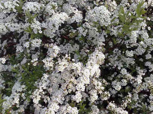 Spirea храст - засаждане и грижи, спирея снимка, видове и сортове Spirea Spiraea японика, vangutta, сив