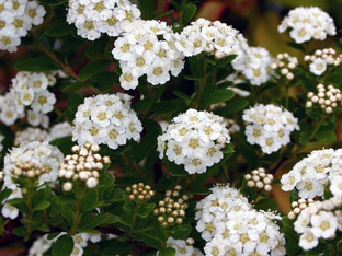 Spirea храст - засаждане и грижи, спирея снимка, видове и сортове Spirea Spiraea японика, vangutta, сив