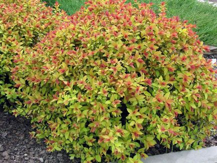 Spirea храст - засаждане и грижи, спирея снимка, видове и сортове Spirea Spiraea японика, vangutta, сив