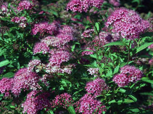 Spirea храст - засаждане и грижи, спирея снимка, видове и сортове Spirea Spiraea японика, vangutta, сив