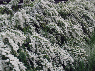 Spirea храст - засаждане и грижи, спирея снимка, видове и сортове Spirea Spiraea японика, vangutta, сив