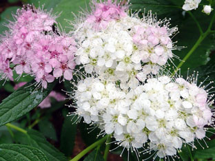 Spirea храст - засаждане и грижи, спирея снимка, видове и сортове Spirea Spiraea японика, vangutta, сив