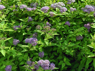 Spirea храст - засаждане и грижи, спирея снимка, видове и сортове Spirea Spiraea японика, vangutta, сив