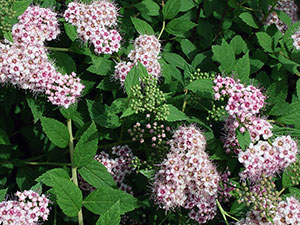 Spirea храст - засаждане и грижи, спирея снимка, видове и сортове Spirea Spiraea японика, vangutta, сив