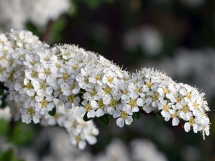 Spirea храст - засаждане и грижи, спирея снимка, видове и сортове Spirea Spiraea японика, vangutta, сив