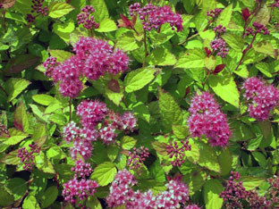 Spirea храст - засаждане и грижи, спирея снимка, видове и сортове Spirea Spiraea японика, vangutta, сив