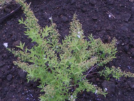 Spirea храст - засаждане и грижи, спирея снимка, видове и сортове Spirea Spiraea японика, vangutta, сив