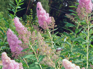 Spirea храст - засаждане и грижи, спирея снимка, видове и сортове Spirea Spiraea японика, vangutta, сив