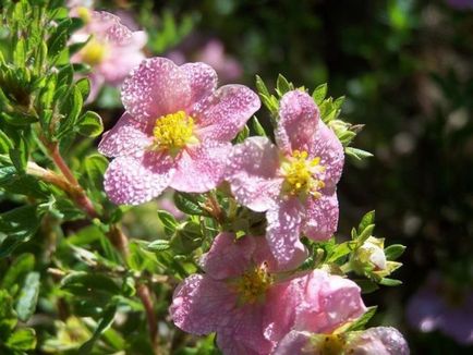 Cinquefoil храст - грижи и отглеждане, засаждане, поливане и размножаване