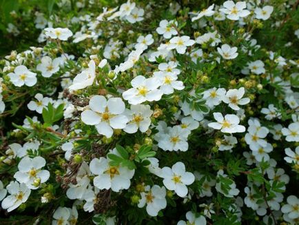 Cinquefoil храст - грижи и отглеждане, засаждане, поливане и размножаване