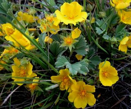 Bloodroot засаждане и грижи