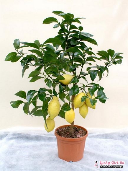 Lemon дърво как да отглеждат в дома да се грижи за едно лимоново дърво
