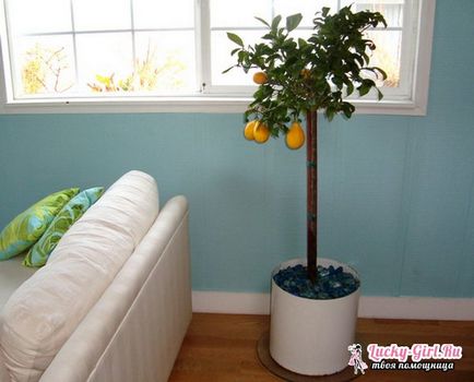 Lemon дърво как да отглеждат в дома да се грижи за едно лимоново дърво