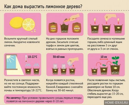 Lemon дърво грижи у дома, как да расте един лимон от костите у дома