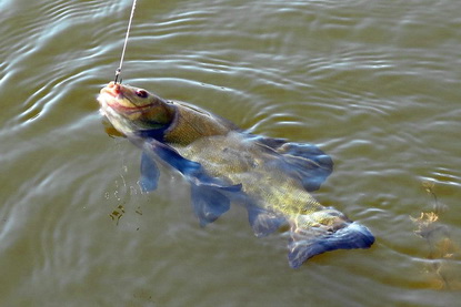 Тенч риболов, когато рибата е, как да се хване лин на този улов