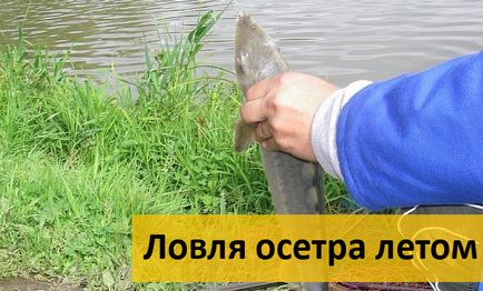 Улавянето на есетрови риби в хранилката, на стръв (през лятото, пролетта, есента)