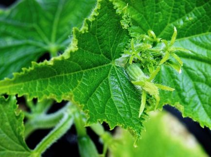 Топ съвети за хранене краставици в оранжерия поликарбонат