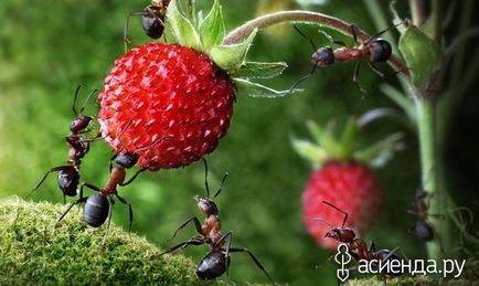 Най-добрият начин да се справят с градински мравки