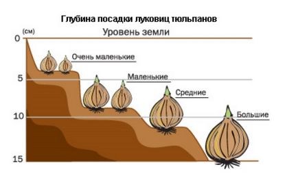 Очните лалета като режат и се съхраняват в дома, инструкции, видео и снимки