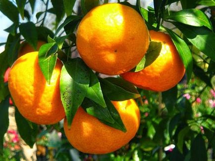 Mandarin е полезно - полезно от мандарини