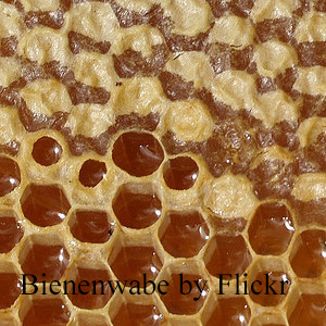 ползите и вредите от пчелна пита, лечебните свойства на пчелната пита