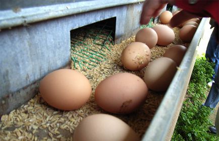 Melange яйце (промишлени и битови)