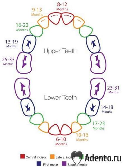 Бебешки зъби са от порядъка на растежа, както и схемата на последователност маркира никнене на млечни зъби, бебе