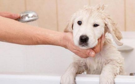 Мога ли да се измие куче човешки шампоан против пърхот