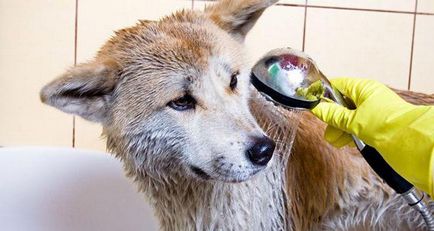 Мога ли да се измие куче човешки шампоан против пърхот