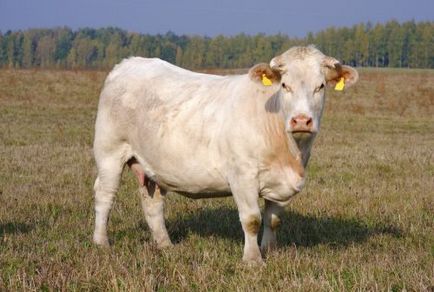 Месо порода бикове и крави снимка, описание, характеристика