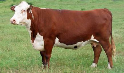 Българската говеждо породи крави описание и снимки