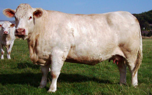 Месо порода крави в България снимки и описание