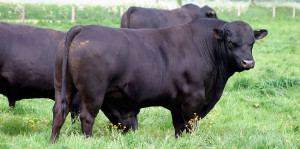 Месо порода крави в България снимки и описание