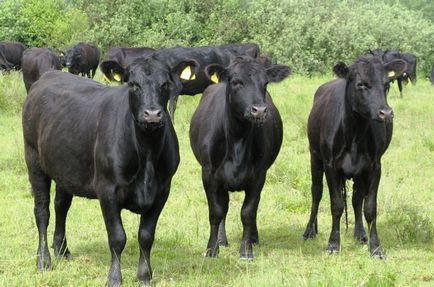 Месо порода говеда - Преглед и функции