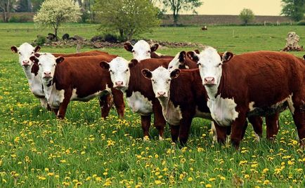 Месо порода говеда - Преглед и функции