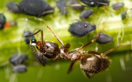 Фолк средства за мравки в градината, за да се отървете от вредители