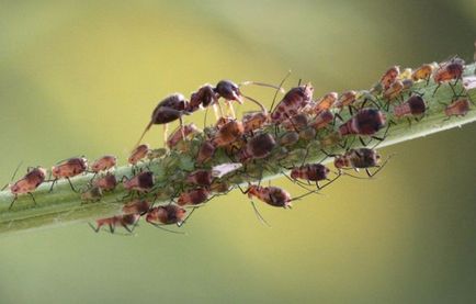 Фолк средства за мравки в градината, за да се отървете от вредители
